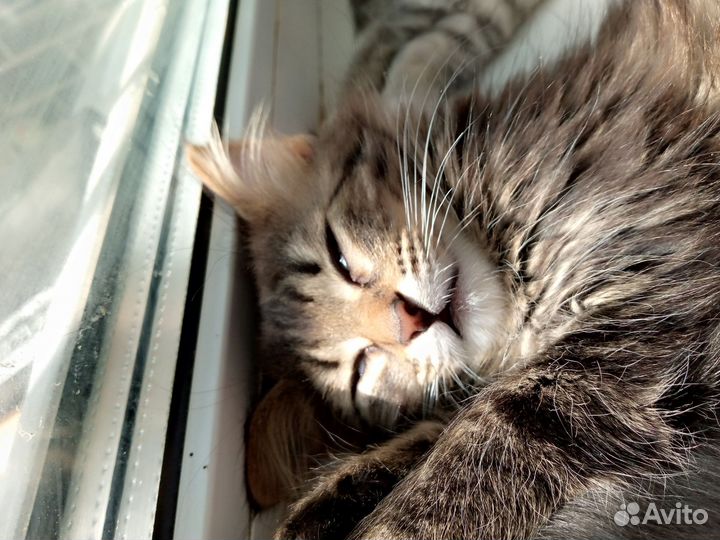 Котята в добрые руки две девочки