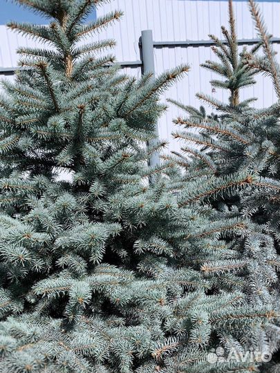 Ель голубая