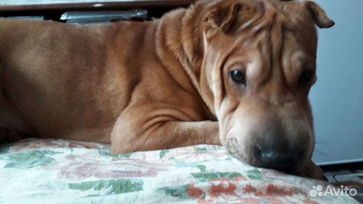 Американский Шарпей ищет девочку для Вязки