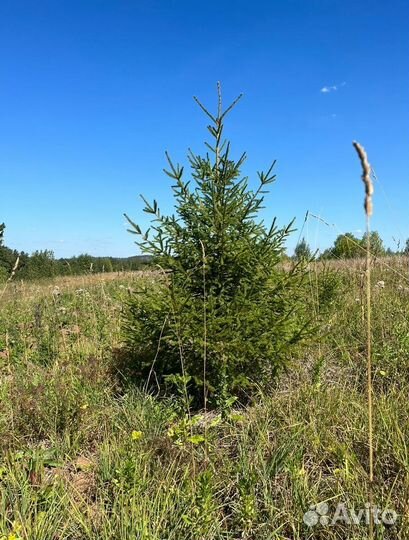 Живые елки и сосны 1-6 м + доставкa 175*5432