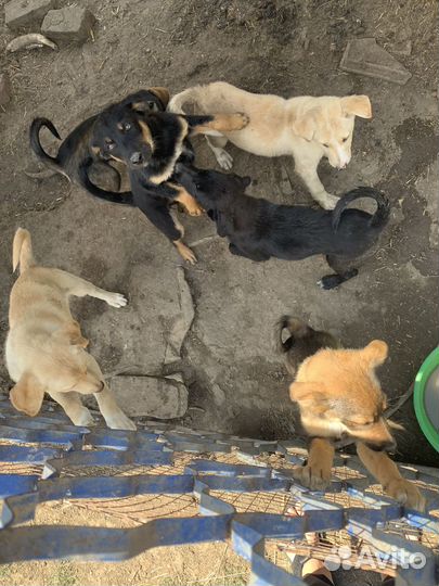 Щенки лабрадора бесплатно в добрые руки