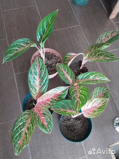 Аглонема Red