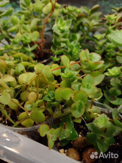 Аихризоны, котиледоны, крассулы