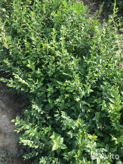 Вяз мелколистный