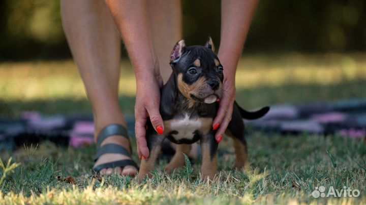 Американский Булли щенки мальчик триколор 2 месяца