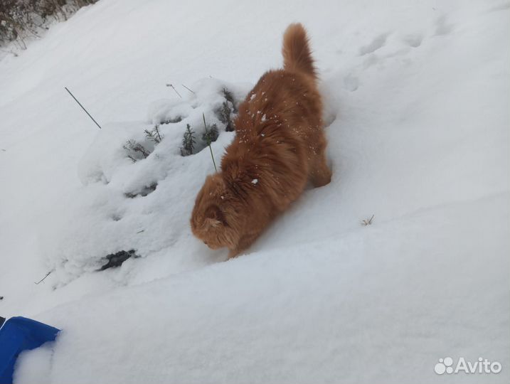 Вязка кошки