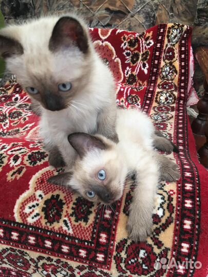 Сиамские котята