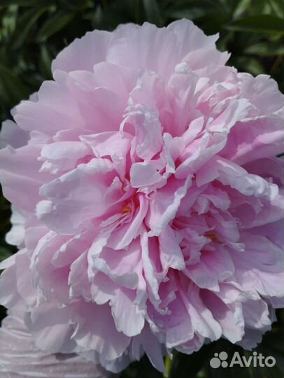 Пион Сара Бернар