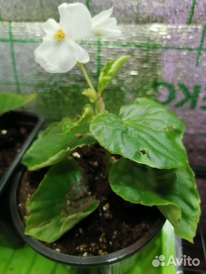 Бегония вечноцветущая