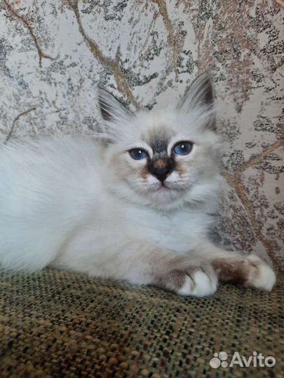 Котенок редкой породы