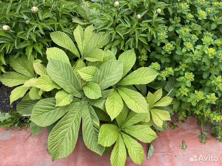 Роджерсия каштанолистная