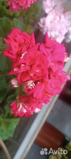 Пеларгонии сортовые