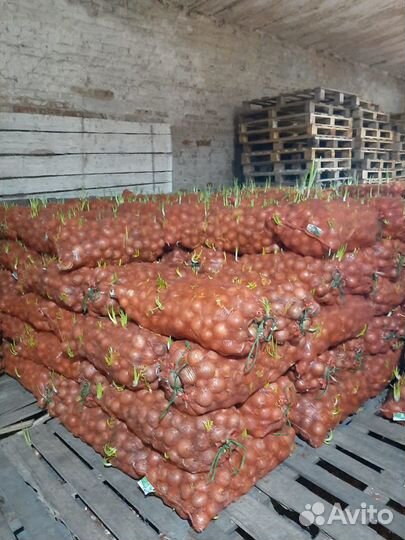 Лук на перо