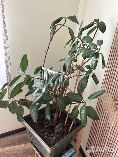 Фикус в красивом горшке