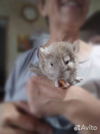 Шиншилла