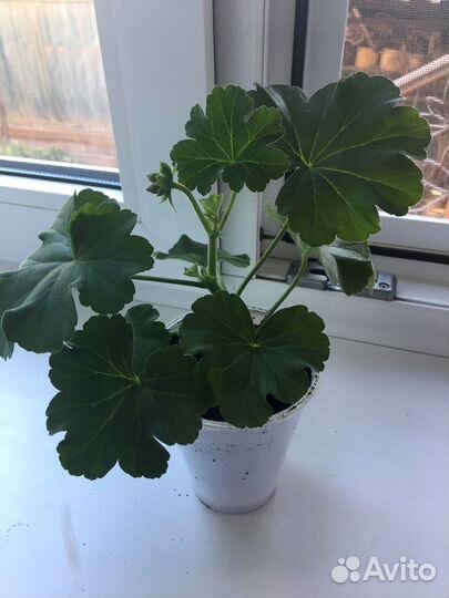 Пеларгония герань Calliope Dark Red