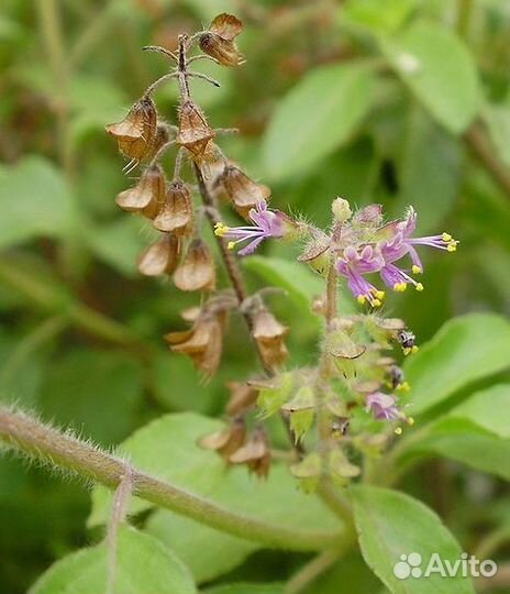 Семена Туласи (Tulsi, Tulasi)