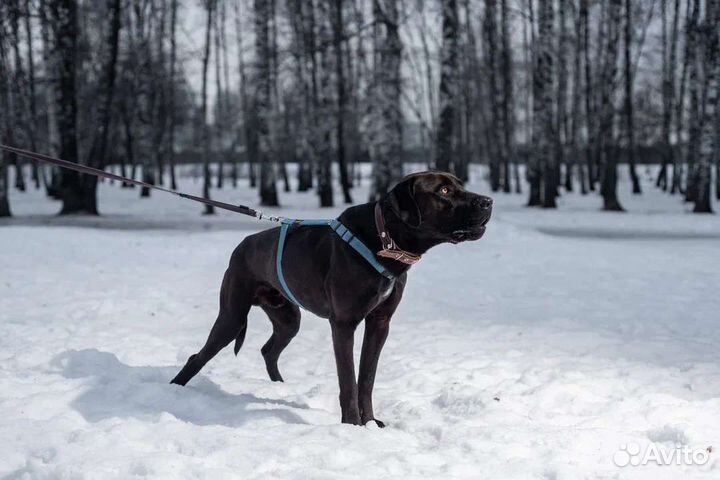 Молодой питбуль ищет дом