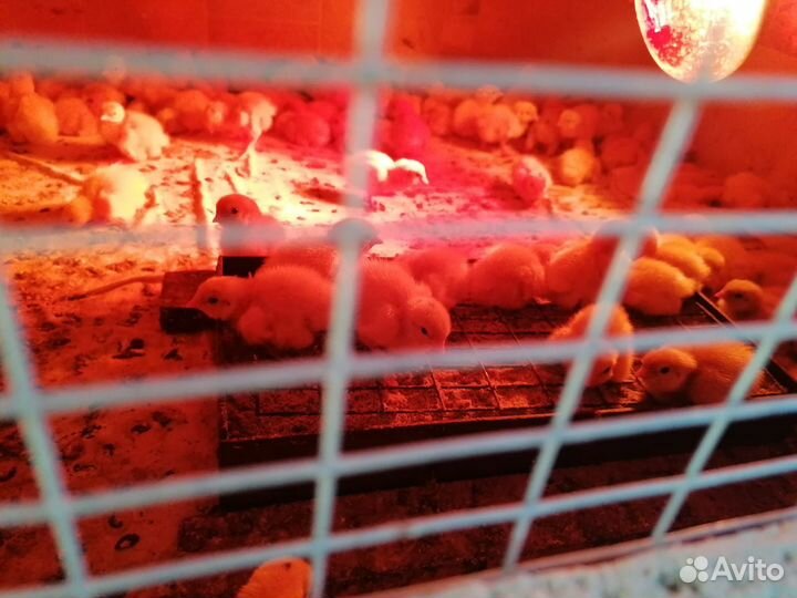 Перепела суточные