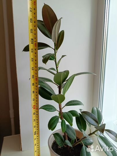 Фикус Мелани