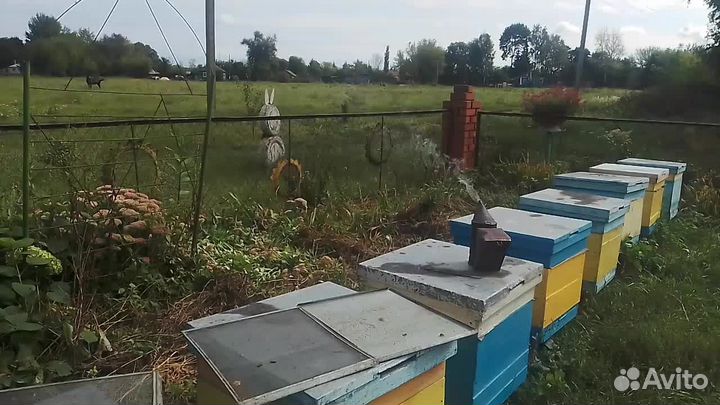 Продается пасека