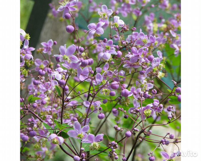 Василистник Рохебрунна