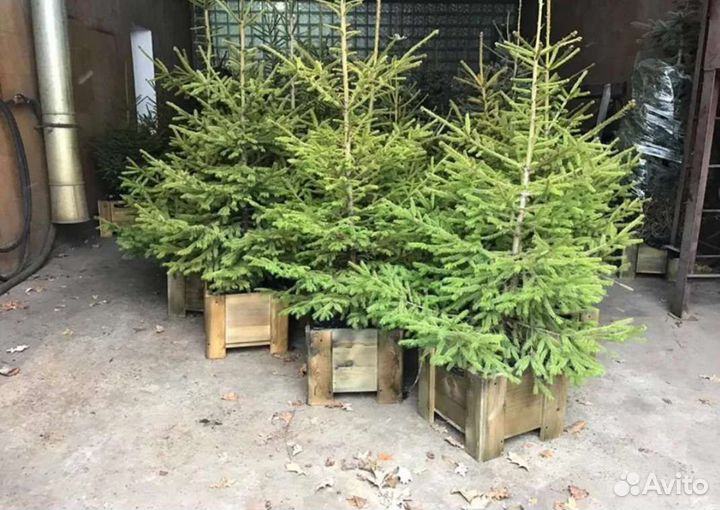 Ели саженцы в горшках