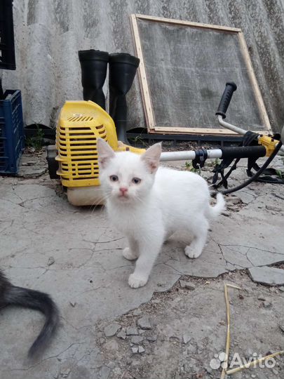 Британские котята