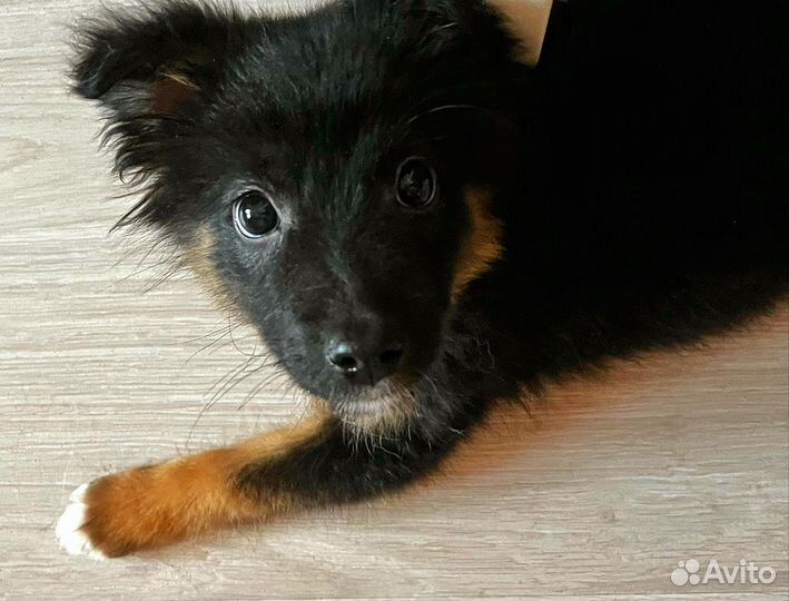 Щенок девочка в добрые руки