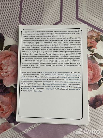 Черепные нервы. Вегетативная нервная система