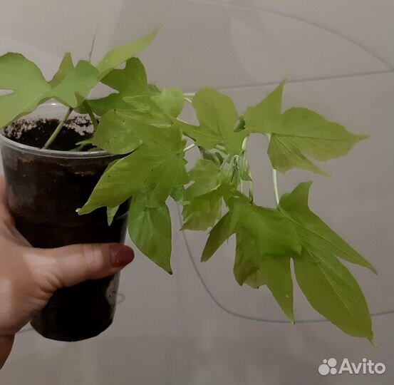 Ипомея батат