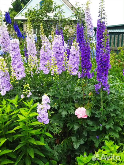 Растения для сада