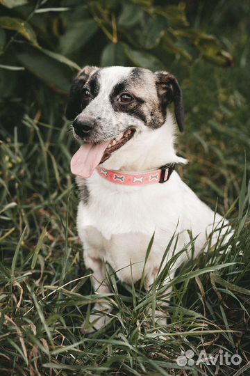 Собачка из Краснодара ищет дом