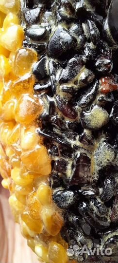 Корабль парусник модель Mayflower янтарь