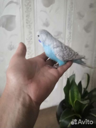 Попугайчик птенчик из гнезда