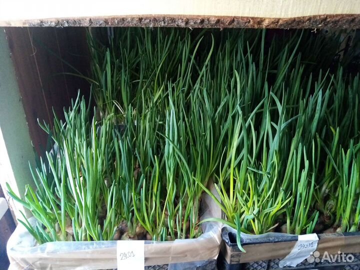 Выращивание зелёного лука В домашних условиях