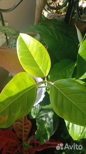 Фикус альтиссима(бенгальский тигр)