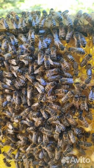 Продаются пчелы. Пчелиные семьи. Улья Пчелы и улья