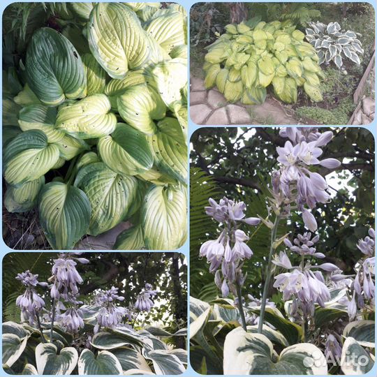 Анемона Хоста Папоротник