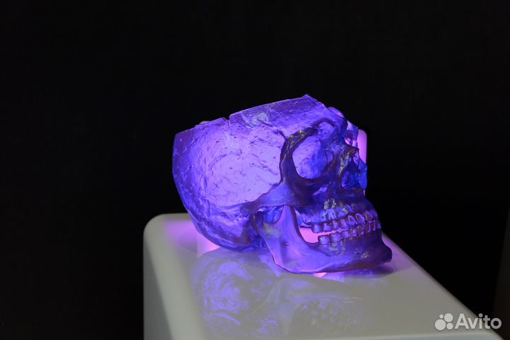 Череп человека