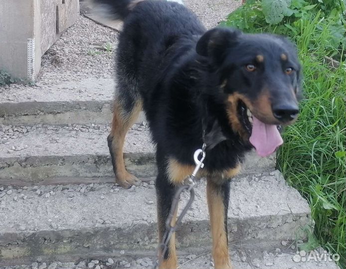 Собака в добрые руки отдам бесплатно