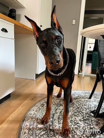 Продам Доберман