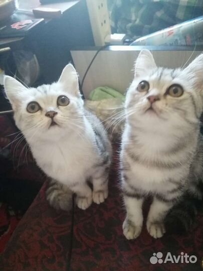 Шотландские мраморные котята