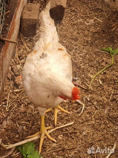 Молодые петушки