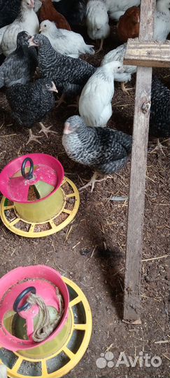 Петухи породы доминант