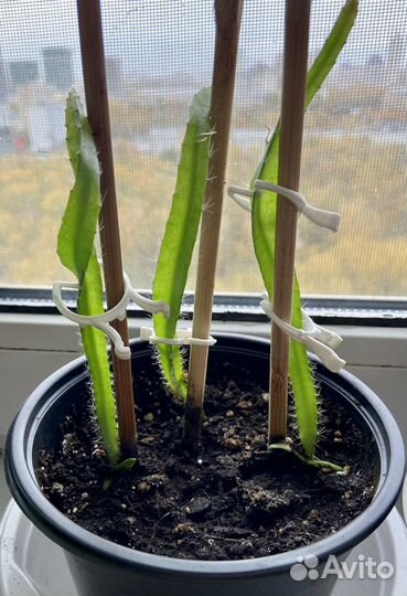 Питaхайя красная (мякоть) и желтая или дрэгон фрут