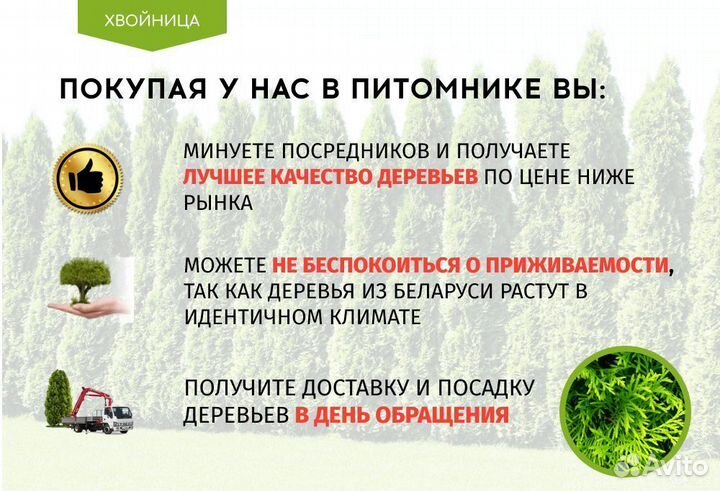 Туя в ассортименте:Смарагд,Брабант,Колумна