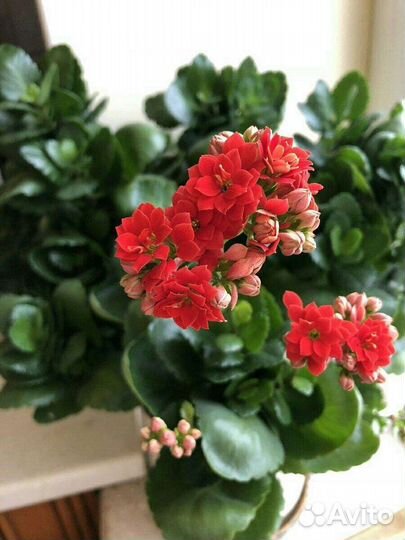 Каланхоэ красный