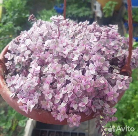 Каллизия розовая пантера (Pink panther)