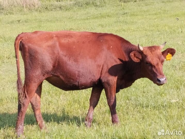 Коровы нетели